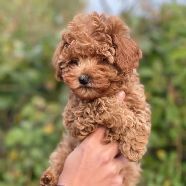 Cucciolo di Barboncino Toy | Foto 1