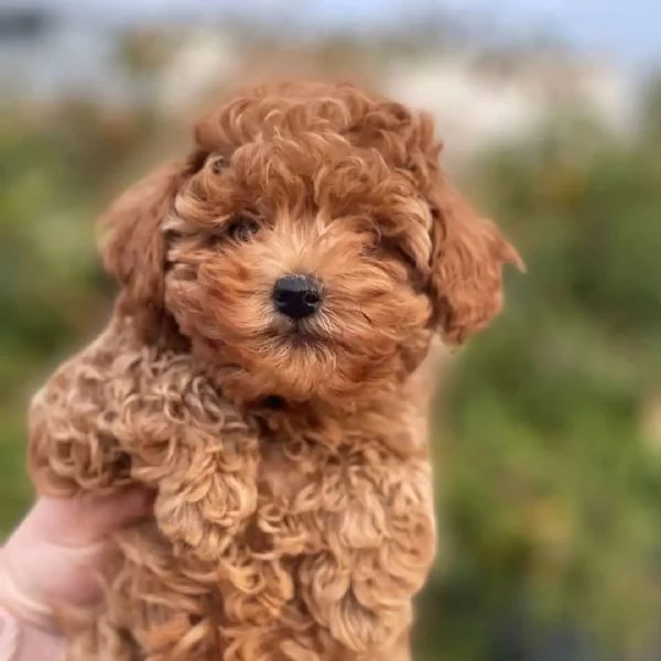 Cucciolo di Barboncino Toy | Foto 0