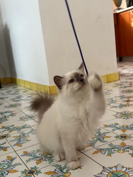 Sacro di Birmania con pedigree  | Foto 3