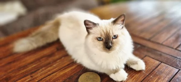 Sacro di Birmania con pedigree  | Foto 2