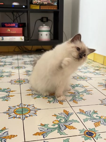 Sacro di Birmania con pedigree  | Foto 0