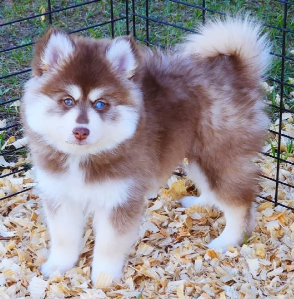 Cucciolo di Pomsky disponibile per l'adozione.. | Foto 1