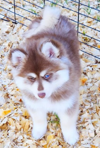 Cucciolo di Pomsky disponibile per l'adozione.. | Foto 0