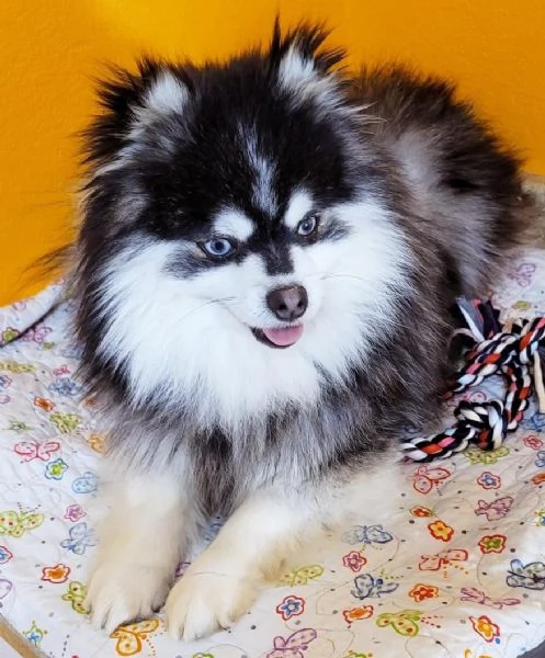 Cucciolo di Pomsky disponibile per l'adozione!