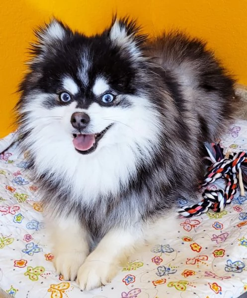 Cucciolo di Pomsky disponibile per l'adozione! | Foto 1