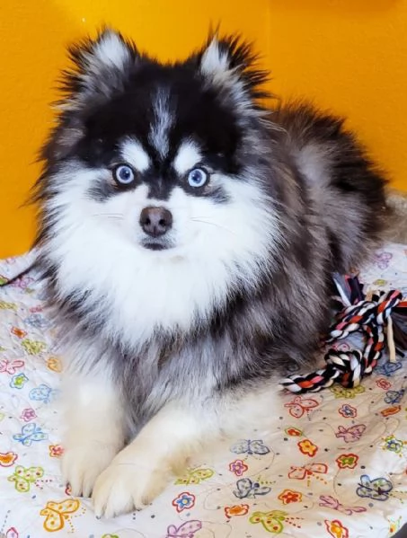 Cucciolo di Pomsky disponibile per l'adozione! | Foto 0