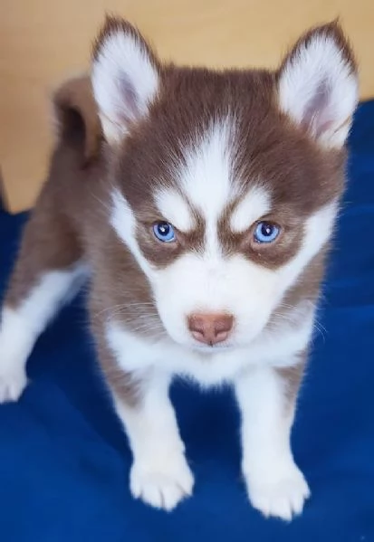 Cucciolo di Pomsky disponibile per l'adozione!