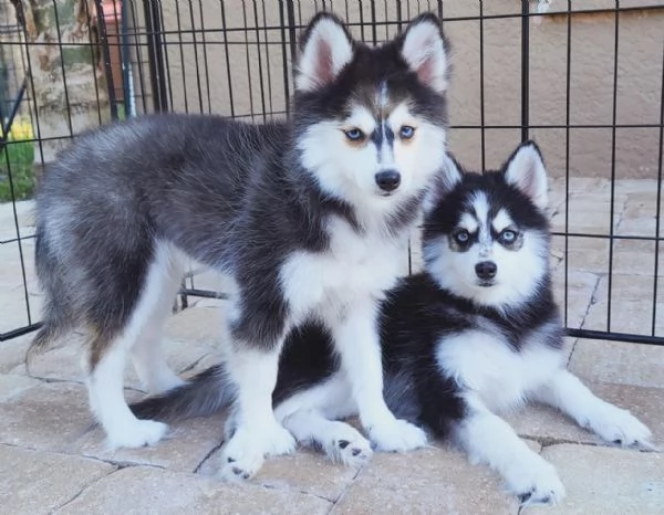 Cucciolo di Pomsky disponibile per l'adozione,,