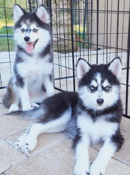 Cucciolo di Pomsky disponibile per l'adozione,, | Foto 2