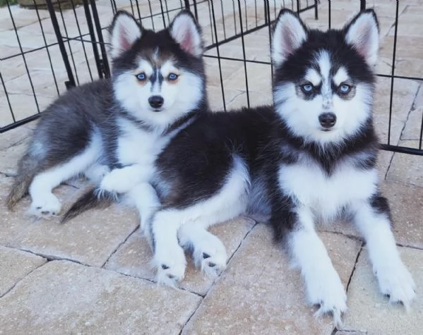 Cucciolo di Pomsky disponibile per l'adozione,, | Foto 1