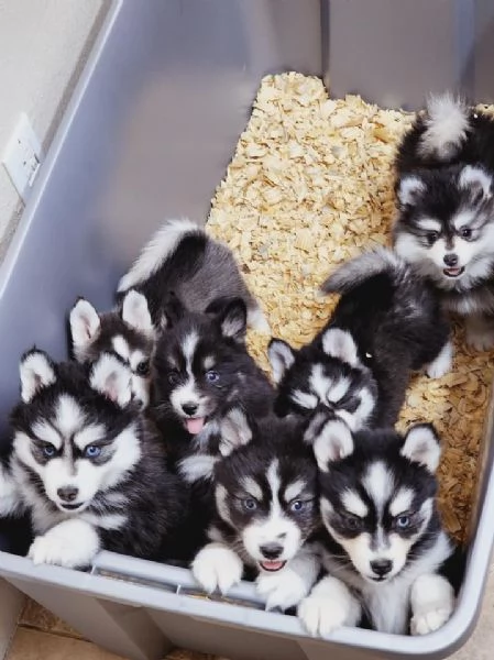 Cucciolo di Pomsky disponibile per l'adozione,, | Foto 0