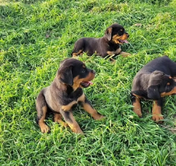 CUCCIOLI DI ROTTWEILER CRESCIUTI CON AMORE in adozione | Foto 6