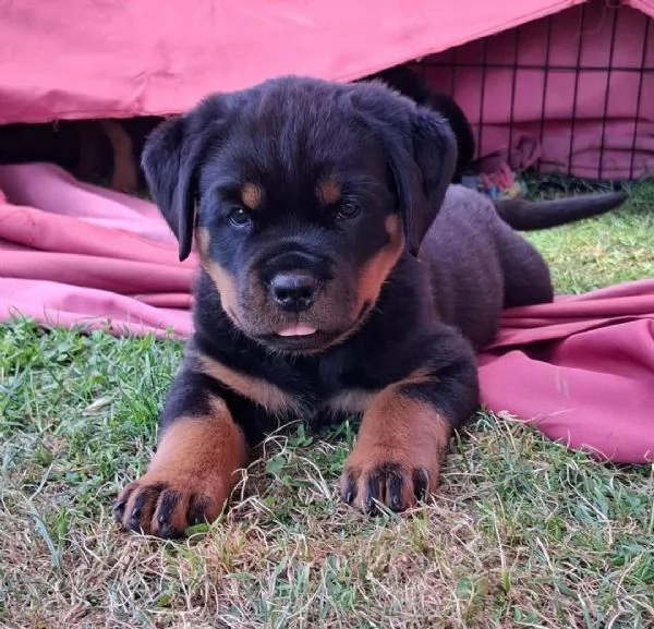 CUCCIOLI DI ROTTWEILER CRESCIUTI CON AMORE in adozione | Foto 4