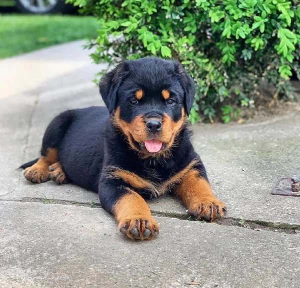 CUCCIOLI DI ROTTWEILER CRESCIUTI CON AMORE in adozione | Foto 3