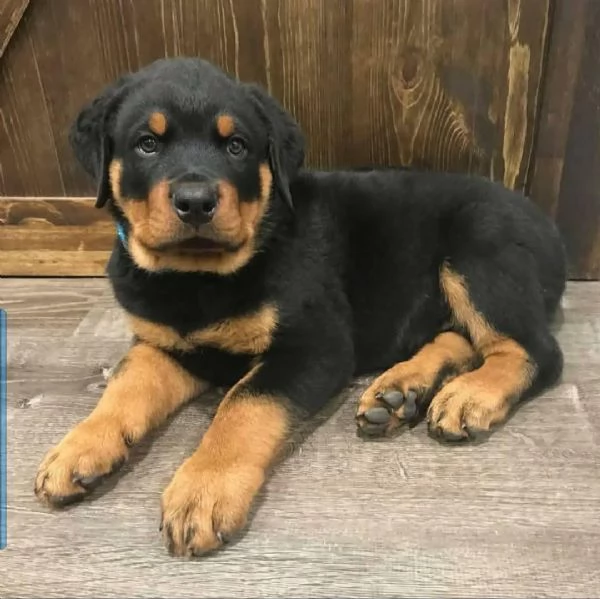 CUCCIOLI DI ROTTWEILER CRESCIUTI CON AMORE in adozione | Foto 2