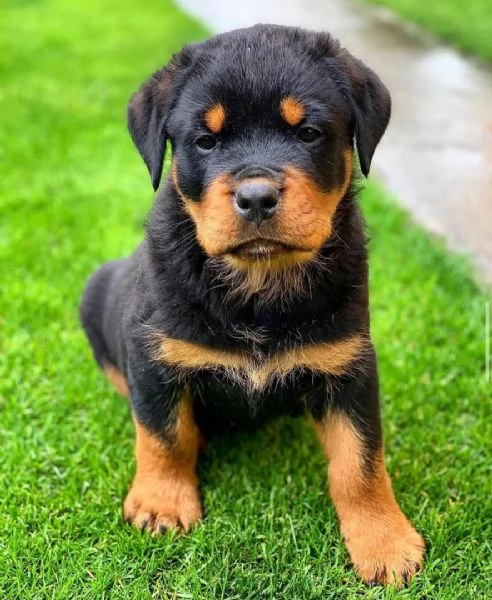CUCCIOLI DI ROTTWEILER CRESCIUTI CON AMORE in adozione | Foto 0