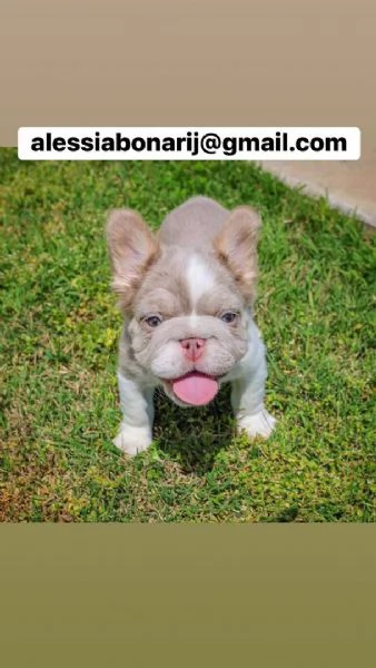 Cucciolo di bulldog francese disponibile per l'adozione