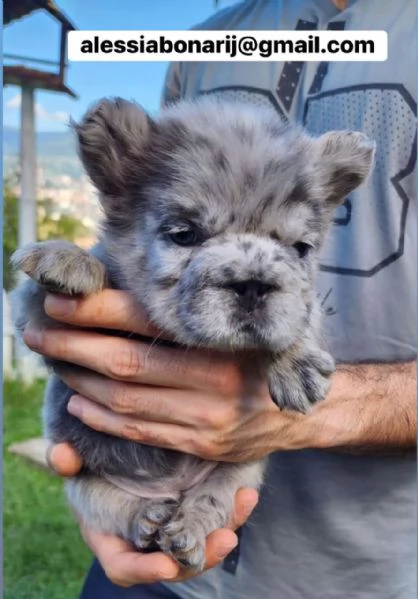 Cucciolo di bulldog francese disponibile per l'adozione | Foto 6