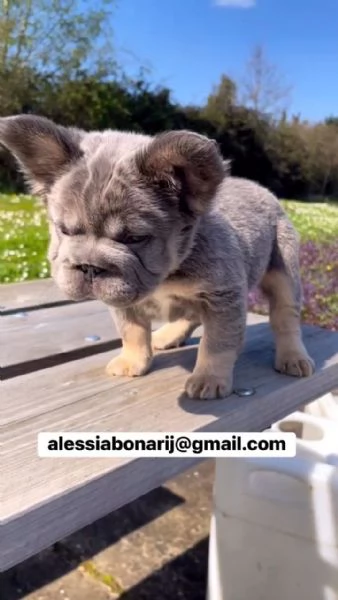 Cucciolo di bulldog francese disponibile per l'adozione | Foto 4