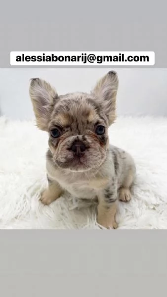 Cucciolo di bulldog francese disponibile per l'adozione | Foto 2