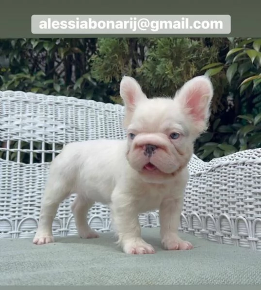 Cucciolo di bulldog francese disponibile per l'adozione | Foto 1