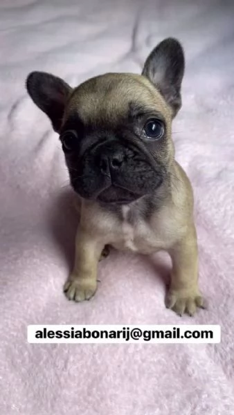 Cucciolo di bulldog francese disponibile per l'adozione | Foto 0