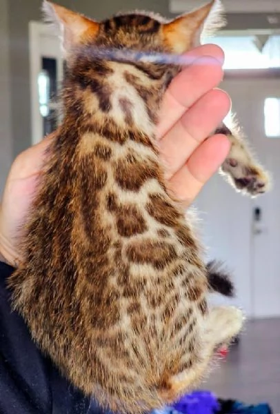 Gatto del Bengala disponibile per l'adozione | Foto 4