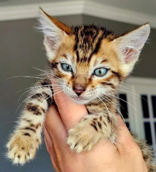 Gatto del Bengala disponibile per l'adozione