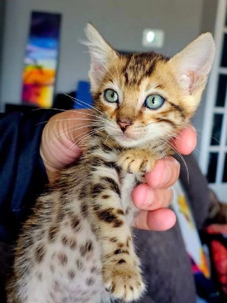 Gatto del Bengala disponibile per l'adozione | Foto 3