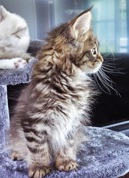 Gattini Maine Coon disponibili per l'adozione | Foto 1