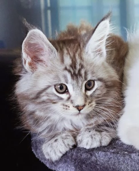 Gattini Maine Coon disponibili per l'adozione | Foto 0