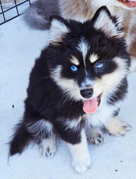 Cucciolo di Pomsky disponibile per l'adozione | Foto 0