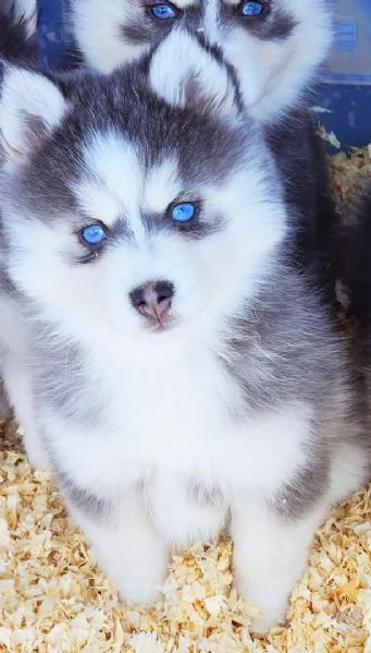 Cucciolo di Pomsky disponibile per l'adozione, | Foto 1
