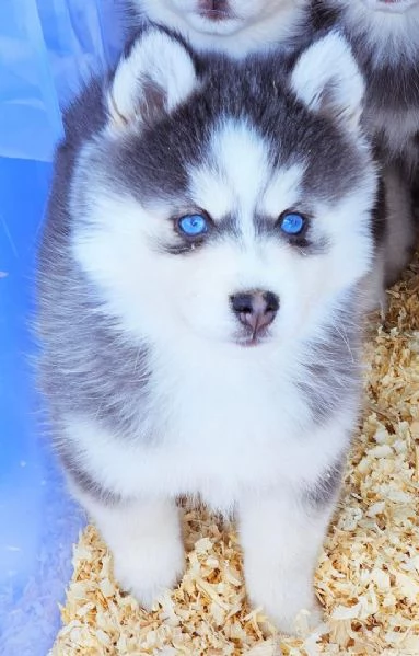 Cucciolo di Pomsky disponibile per l'adozione, | Foto 0