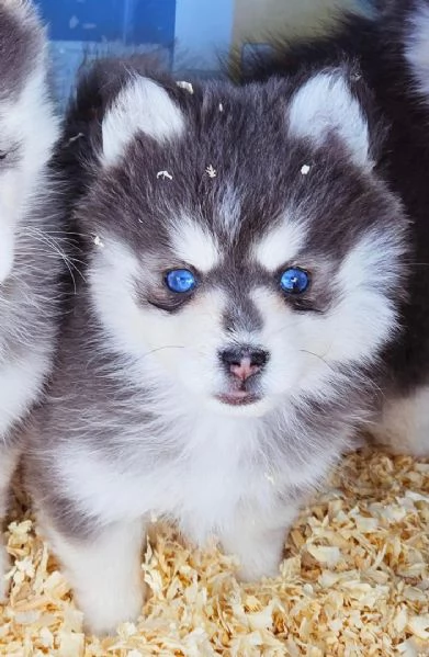 Cucciolo di Pomsky disponibile per l'adozione! | Foto 1