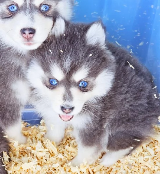 Cucciolo di Pomsky disponibile per l'adozione!