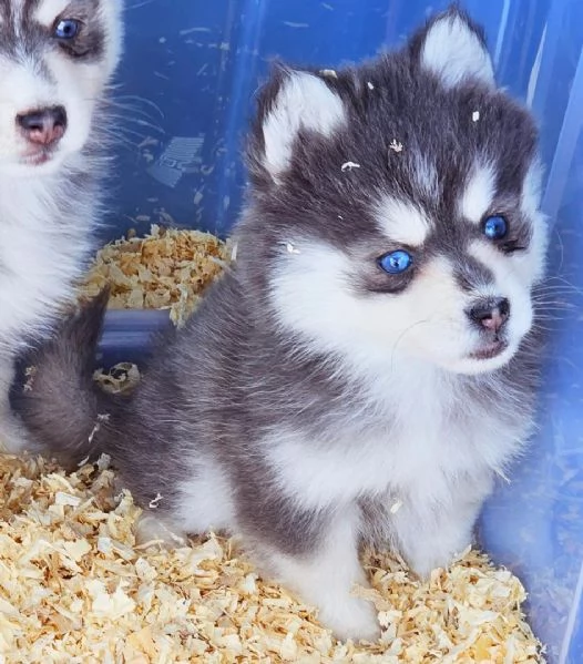 Cucciolo di Pomsky disponibile per l'adozione! | Foto 0