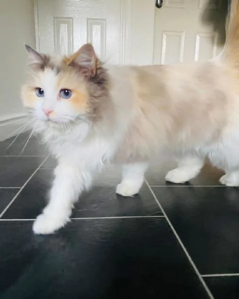 disponibile gattino Ragdoll per adozione | Foto 2