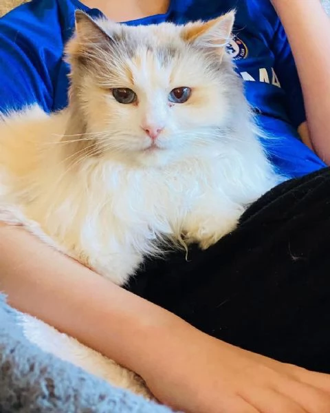 disponibile gattino Ragdoll per adozione | Foto 1