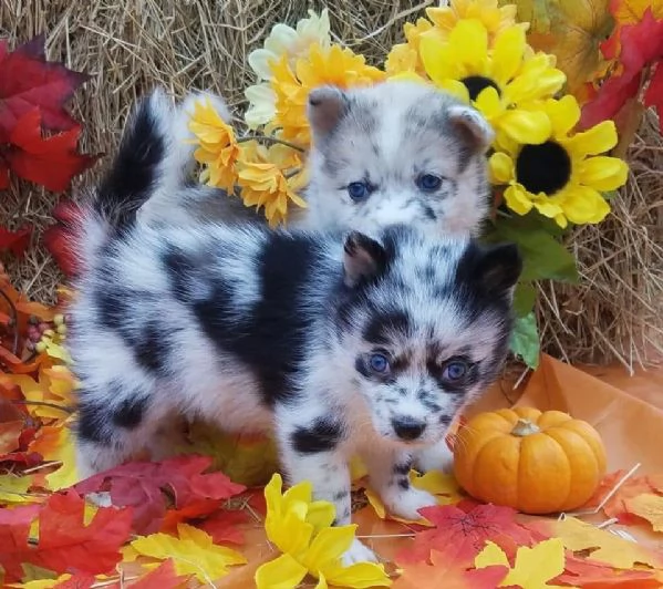 Cucciolo di Pomsky disponibile per l'adozione