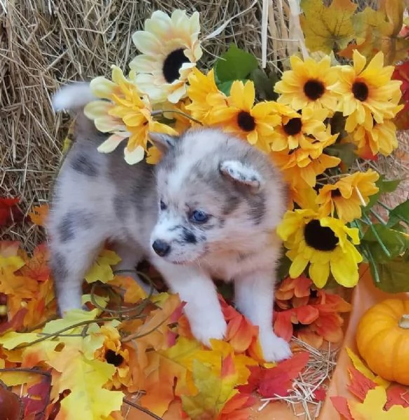 Cucciolo di Pomsky disponibile per l'adozione | Foto 3