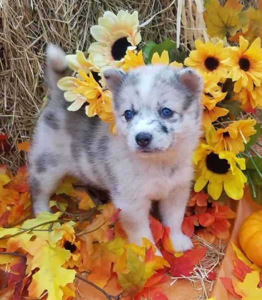 Cucciolo di Pomsky disponibile per l'adozione | Foto 2