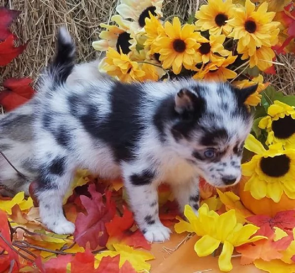 Cucciolo di Pomsky disponibile per l'adozione | Foto 1