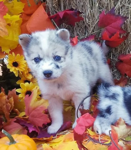 Cucciolo di Pomsky disponibile per l'adozione | Foto 0