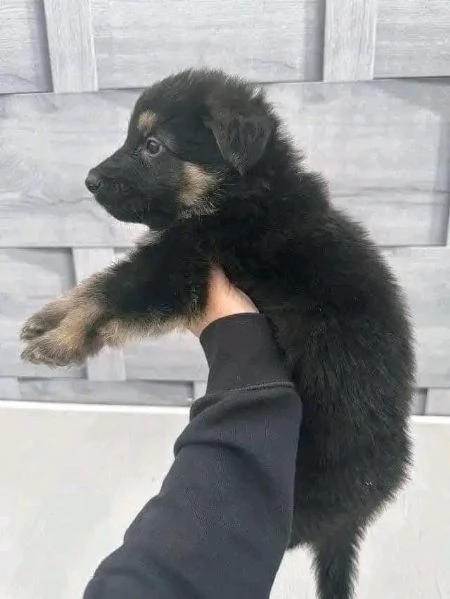 Cuccioli di pastore tedesco in adozione | Foto 5