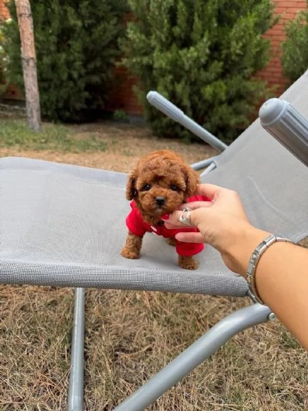 Cuccioli di barboncino toy disponibili per l'adozione | Foto 4