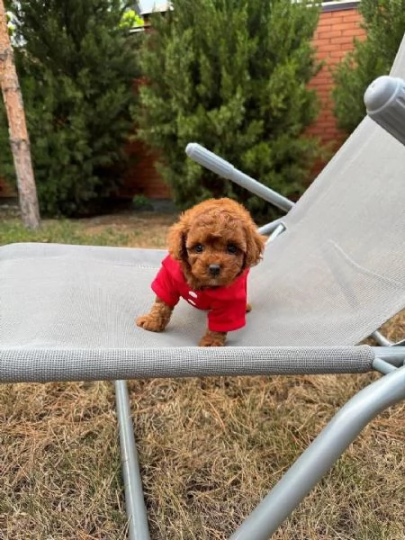 Cuccioli di barboncino toy disponibili per l'adozione | Foto 3