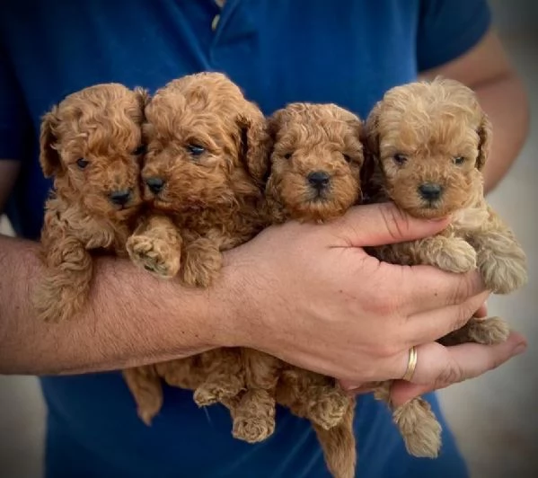 Cuccioli di barboncino toy disponibili per l'adozione