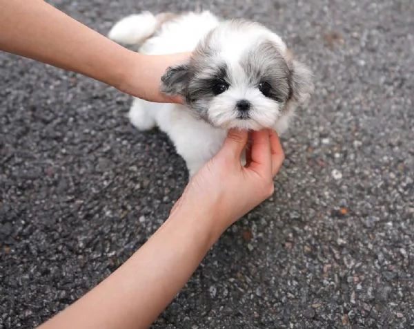Cuccioli di barboncino toy disponibili per l'adozione | Foto 0