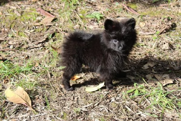 Cuccioli di Volpino Italiano in adozione | Foto 5